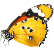 https://psihotel-docaska.cz/wp-content/uploads/2019/08/butterfly.png